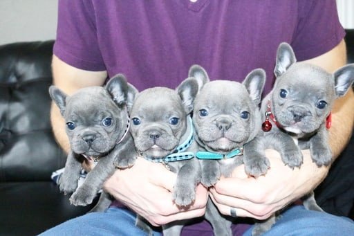 tiny-adorable-baby-french-bulldog-puppy-big-0