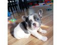 tiny-adorable-baby-french-bulldog-puppy-small-2