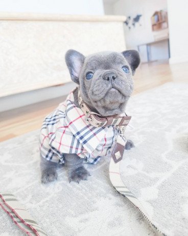 tiny-adorable-baby-french-bulldog-puppy-big-1