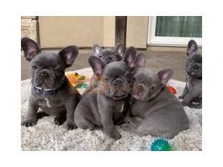 Blue French Bulldog puppies looking for good home.
