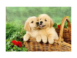 Magnificent Golden Retriever puppies for sale.