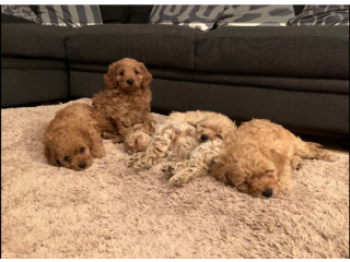 Excellent Cavapoo puppies for sale.
