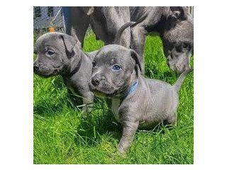 Magnificent Blue Staffordshire Bull Terrier puppies For Re-homing
