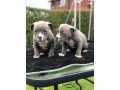 american-bulldog-puppies-small-0