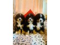 bernese-mountain-puppies-small-1