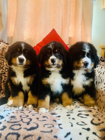 bernese-mountain-puppies-big-1
