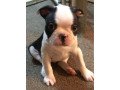 boston-terrier-puppies-small-0