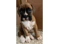 boxer-puppies-available-small-1