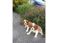 cavalier-king-charles-puppies-small-0
