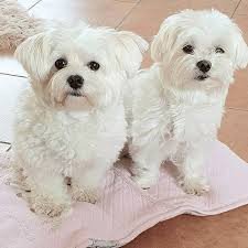 healthy-maltese-puppies-available-for-sale-big-0