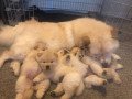 chow-chow-puppies-small-1