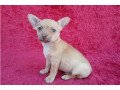 healthy-chihuahua-puppies-for-sale-small-0