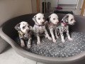 dalmatians-puppies-small-0