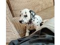 dalmatians-puppies-small-1