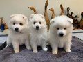 japanese-spitz-puppies-small-1