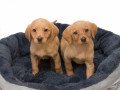 labrador-retriever-puppies-small-0