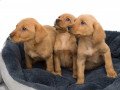 labrador-retriever-puppies-small-1