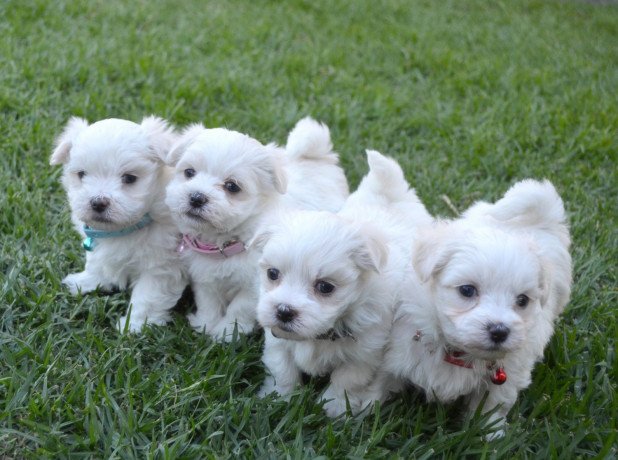 maltese-puppies-available-big-0