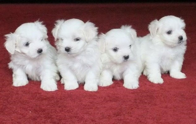 maltese-puppies-available-big-1