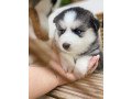 pomksy-puppies-available-small-1