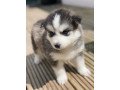 pomksy-puppies-available-small-0