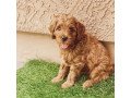 golden-doodle-puppies-available-for-adoption-small-0