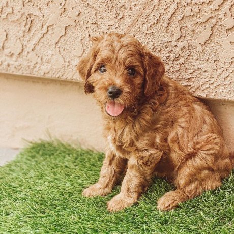 golden-doodle-puppies-available-for-adoption-big-0