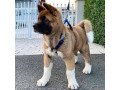 healthy-home-raised-akita-pups-available-small-0