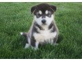 we-have-2-beautiful-akc-purebred-alaskan-malamute-puppies-small-0