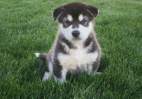 we-have-2-beautiful-akc-purebred-alaskan-malamute-puppies-big-0