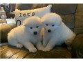 samoyed-puppies-for-sale-small-0