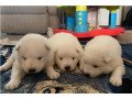 samoyed-puppies-for-sale-small-1