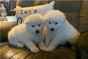samoyed-puppies-for-sale-big-0