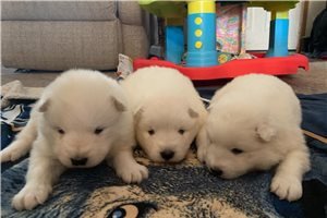 samoyed-puppies-for-sale-big-1