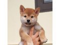 shiba-inu-puppies-small-0