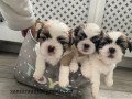 shih-tzu-puppies-small-1