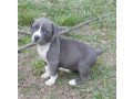 we-have-a-litter-of-healthy-american-staffordshire-terrier-puppies-small-0