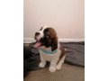 st-bernard-puppies-available-small-0