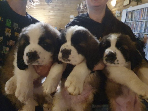 st-bernard-puppies-available-big-1