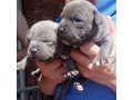 staffordshire-bull-terriers-puppies-small-1
