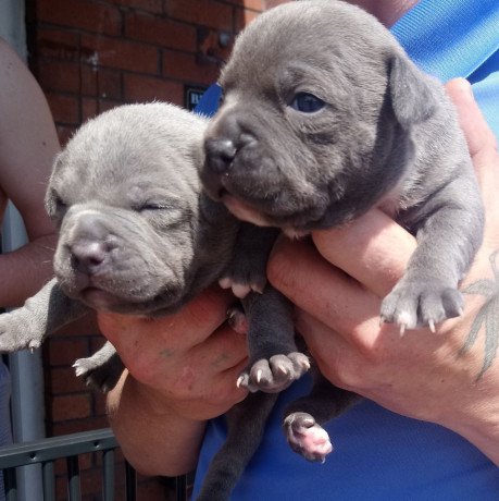 staffordshire-bull-terriers-puppies-big-1