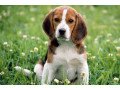 we-have-two-lovely-adorable-beagle-puppies-small-0