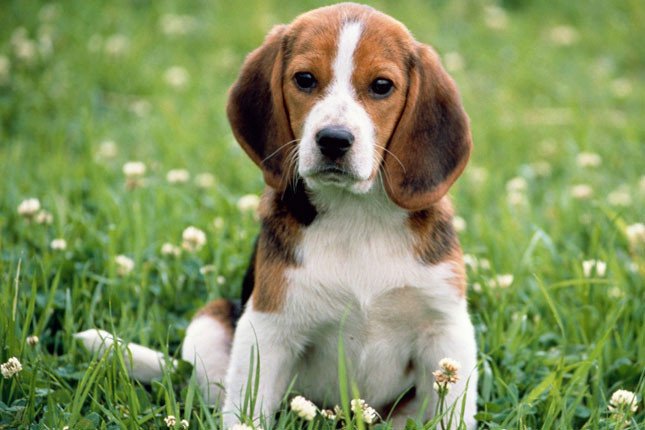 we-have-two-lovely-adorable-beagle-puppies-big-0