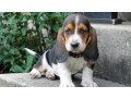 amazing-male-and-female-basset-hound-puppies-small-0