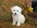 we-are-offering-our-2-bichon-frise-puppies-small-0