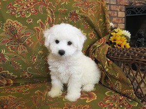 we-are-offering-our-2-bichon-frise-puppies-big-0