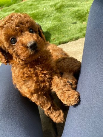 toy-poodle-puppies-big-1