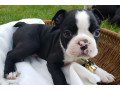 i-have-a-male-and-a-female-boston-terrier-puppies-small-0