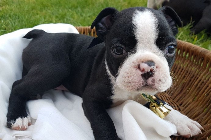 i-have-a-male-and-a-female-boston-terrier-puppies-big-0