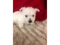 west-highland-white-terrier-small-1
